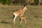 Female hartebeest nurses baby in sunlit savannah