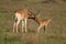 Female hartebeest nuzzles baby on grassy plain