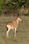 Female hartebeest stands on savannah in profile