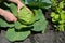 Female harvesting a fresh cabbage. Cabbage cultivation. Picking young cabbage. Growing young cabbage in woman hand in the garden