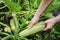 Female harvesting a fresh Zucchini. Zucchini cultivation. Picking young Zucchini. Growing young squash in woman hand in the garden