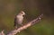 Female Hawfinch on branch