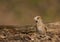 Female Hawfinch feeding