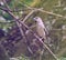 Female hawfinch perched