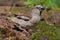 Female Hawfinch perched near a mossy pond in green surrounding