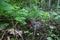 Female Hazel grouse, Tetrastes bonasia sitting on a nest in a lush boreal forest