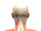 Female Head Muscles Anatomy - Back view