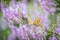 The female heather blue  Plebeius argus butterfly on flowering pink heather