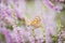 The female heather blue  Plebeius argus butterfly on flowering pink heather