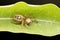 Female heavy jumping spider, Thyene imperialis, Satara, Maharashtra