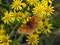 Female Hedge Brown Butterfly on Ragwort