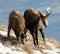 A female and her little chamois enjoying a patch of grass in the snow