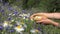 Female herbalist hands pick daisy flowers between cornflower in field. 4K