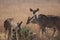 A female herd of kudu cows browsing during the dry season in the bushveld.