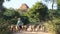 Female herder with her goats in Bagan, Myanmar