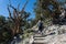 Female hiker climbs steps in the Ancient Bristlecone Pine Forest