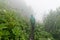 Female hiker on a narrow hiking path in an alpine meadow with high grass and wildflowers in thick fog