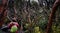 A female hiker in a paper tree forest endemic to the tropical Andes. Cajas National Park,.