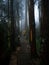 Female hiker tourist on path walkway in lush wooden forest sensory ecopark of Pia do Urso Batalha Portugal in fog mood