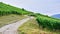 Female Hiking through the Vineyards on the Rheinsteig Trail in Germany.