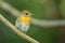 Female Hill Blue Flycatcher