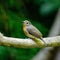 Female Hill Blue Flycatcher