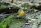 Female hill blue flycatcher