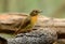 Female hill blue flycatcher