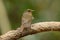 Female hill blue flycatcher