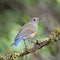 Female Himalayan Bluetail