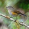 Female Himalayan Bluetail