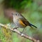 Female Himalayan Bluetail