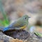 Female Himalayan Bluetail