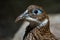 A female Himalayan monal Lophophorus impejanus, also known as the Impeyan monal and Impeyan pheasant, is a pheasant native to