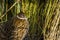 Female himalayan monal pheasant, face in closeup, Tropical bird from Asia