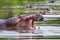 Female Hippopotamus surfaces to check it is safe to leave the water baring her teeth in the Kruger Park