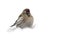 Female Hoary Redpoll sitting on snow covered ground