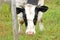 Female Holstein-Friesian dairy cow and Fence