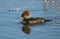 Female Hooded Merganser