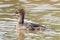 A female hooded merganser Lophodytes cucullatus swims through a marsh at Huntley Meadows Park, Virginia, USA