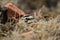 Female Horned Lark in a nest