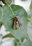 Female Hornet Moth