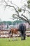 Female horse eats grass and a foal suckles a mare in a farm yard