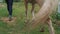 Female Horse Owner Taking Her Light Brown Horse For A Ride In The Horse Ranch