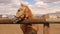 Female Horse stands in front of the fence and later her baby follows her