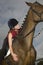 Female Horseback Rider Sitting On Horse