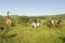 Female horseback riders ride horses in morning near Masai Giraffe at the Lewa Wildlife Conservancy in North Kenya, Africa