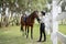 Female horseman go on lawn with Thoroughbred horse