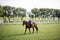 Female horseman riding brown Thoroughbred horse in summer