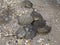 Female Horseshoe crab dragging males over eggs